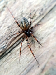 Lepthyphantes minutus