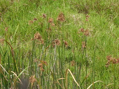 Schoenoplectus scirpoides