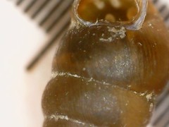 Vertigo pygmaea
