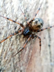 Lepthyphantes minutus