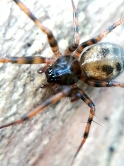 Lepthyphantes minutus