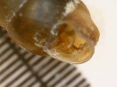 Vertigo pygmaea