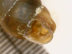 Vertigo pygmaea
