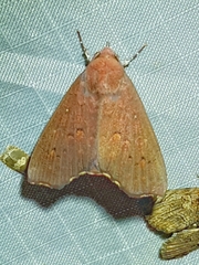 Lasiocampoidea