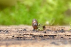 Vertigo pygmaea