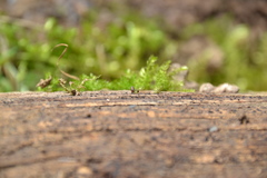 Vertigo pygmaea