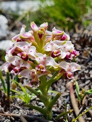 Disa begleyi