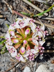 Disa begleyi