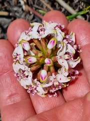 Disa begleyi