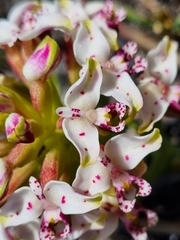 Disa begleyi