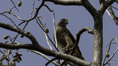 Rupornis magnirostris