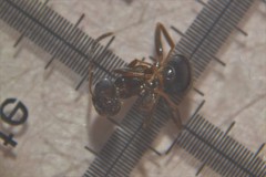 Lasius