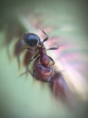 Trichomyrmex glaber