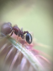 Trichomyrmex glaber