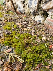 Vinealobryum nicholsonii