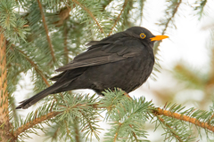 Turdus merula