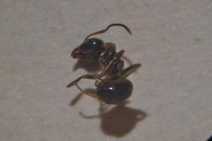 Lasius