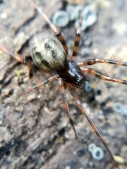 Lepthyphantes minutus