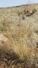 Stipa arabica