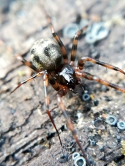 Lepthyphantes minutus