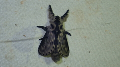 Tolype interstriata