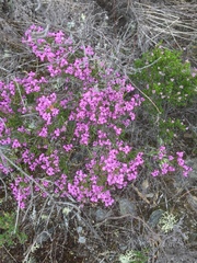 Erica umbellata