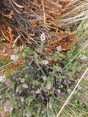 Valeriana microphylla