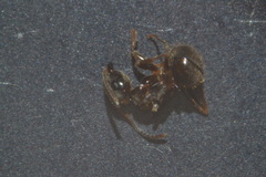 Lasius