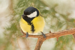 Parus major