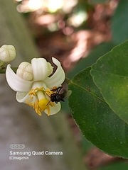 Frieseomelitta paupera