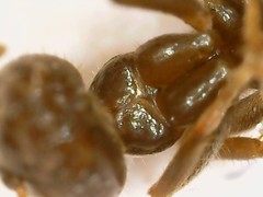 Lasius
