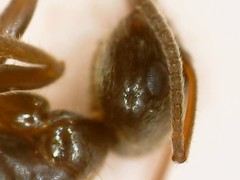 Lasius
