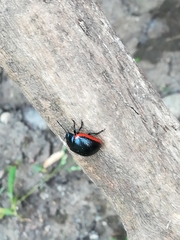 Chrysolina rossia