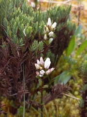 Gentianella nummulariifolia