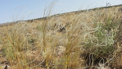 Stipa arabica