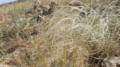 Stipa arabica
