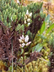 Gentianella nummulariifolia