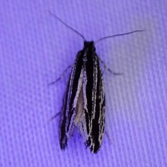 Nemapogon rileyi