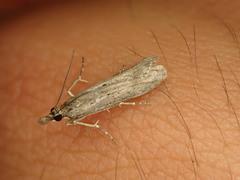 Eudonia leptalaea