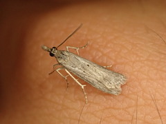 Eudonia leptalaea