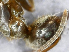 Lasius