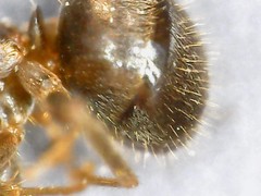 Lasius
