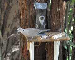 Streptopelia decaocto