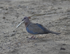Streptopelia senegalensis