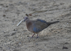Streptopelia senegalensis
