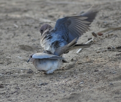 Streptopelia senegalensis