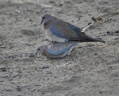 Streptopelia senegalensis