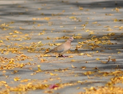 Streptopelia senegalensis