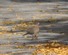 Streptopelia senegalensis
