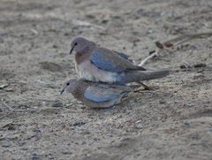 Streptopelia senegalensis